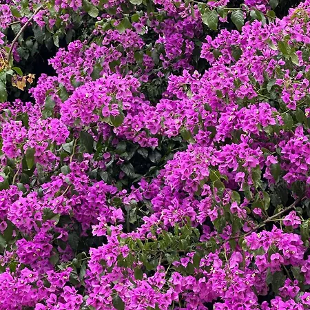 Praca Do Comercio Romantic