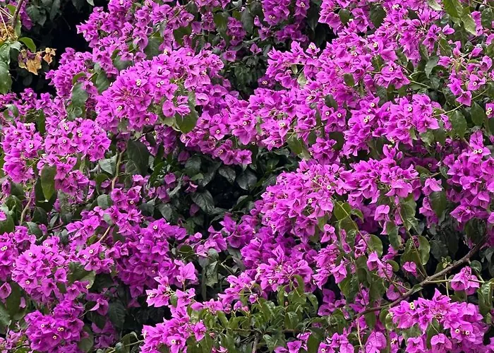 Praca Do Comercio Romantic